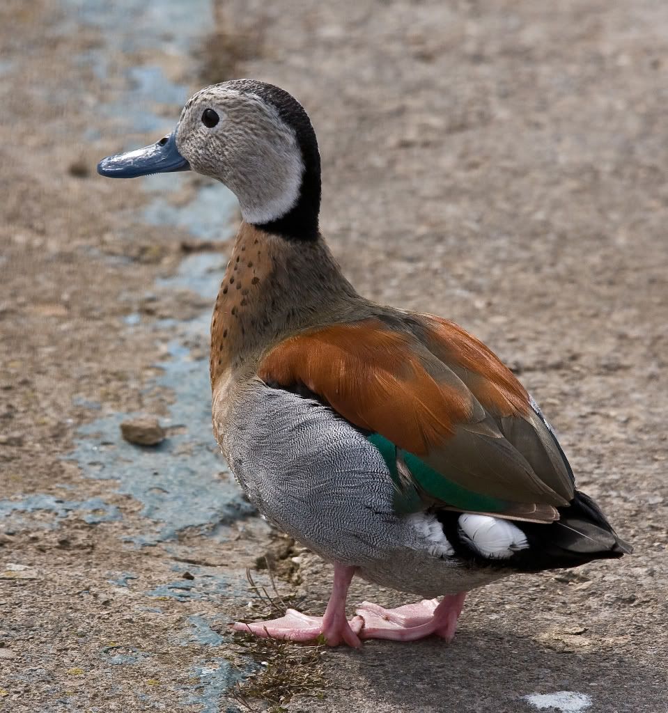 IMAGE: http://i271.photobucket.com/albums/jj121/R32Paul/IMG_0511_small.jpg