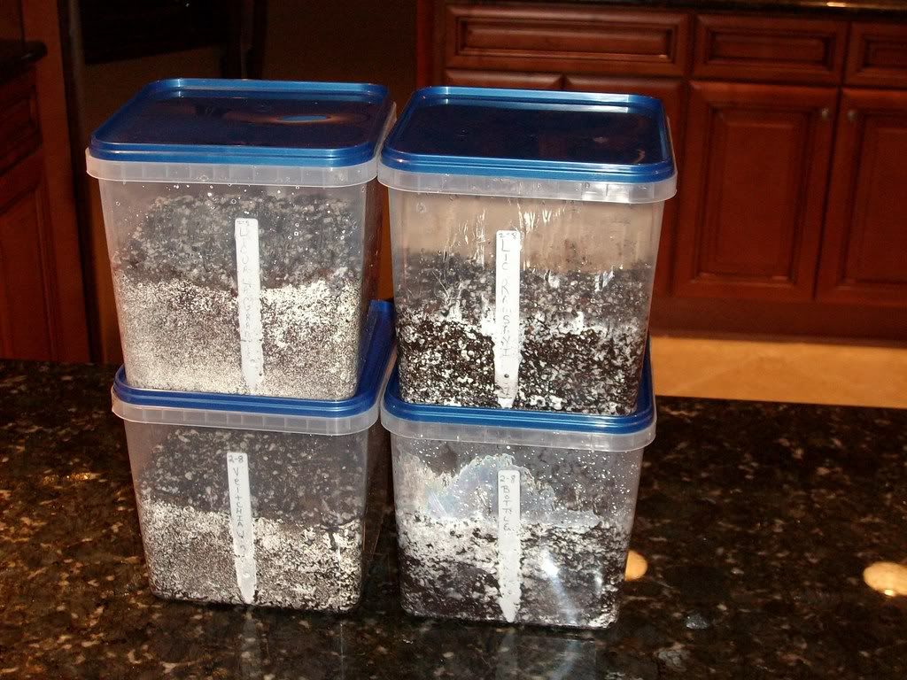 What Is the target Temp. for Seeds DISCUSSING PALM TREES WORLDWIDE