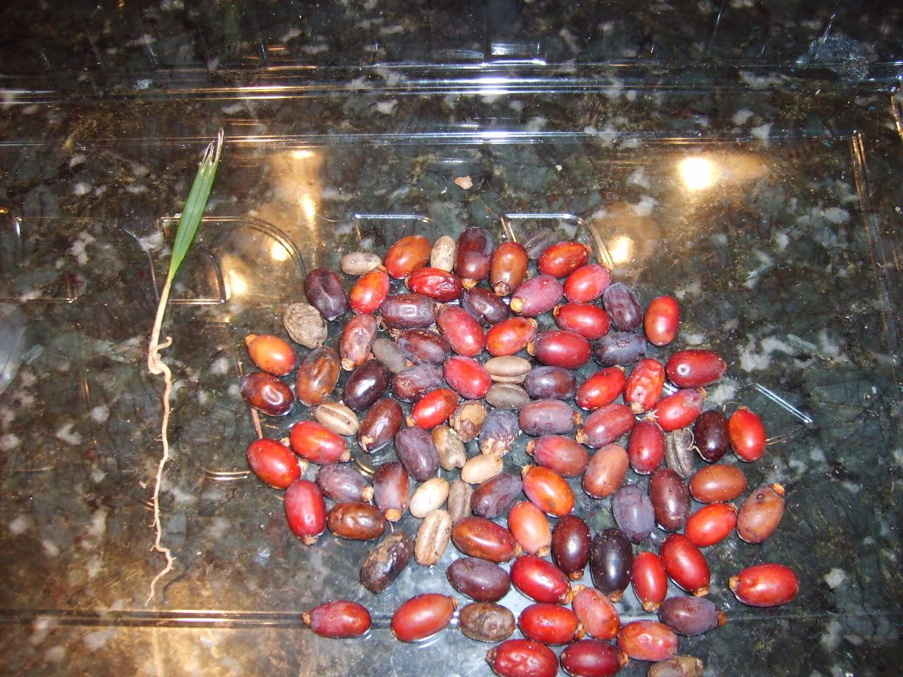 seedscollected.jpg