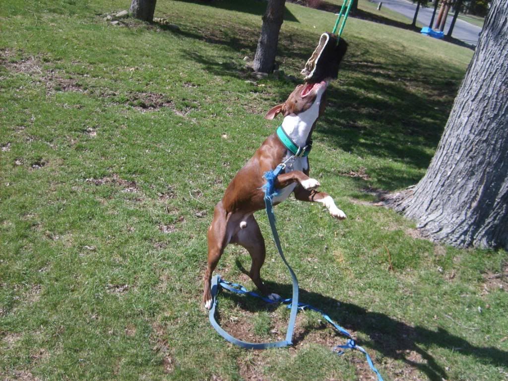 spring rope for pitbulls