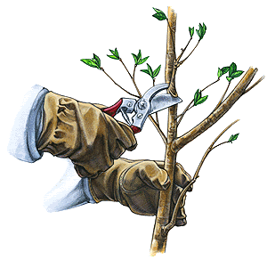 Blog Spring Cleaning – Do Some Pruning! Blog Spring Cleaning – Do Some Pruning!