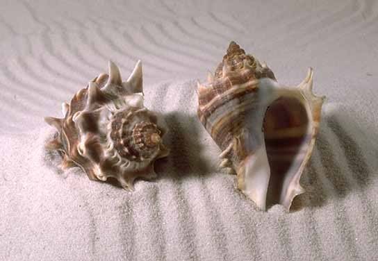 A Variety Of Seashell Decor