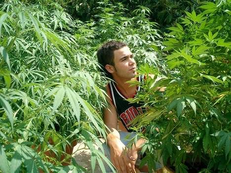 pictures of weed plants. Queueanother one of marijuana