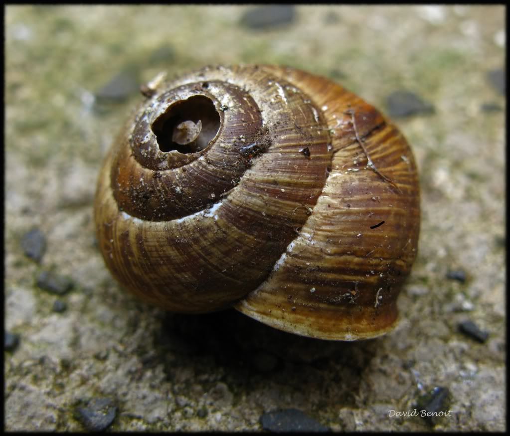 Snail.jpg