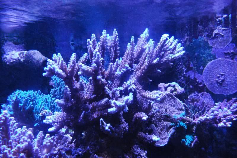 miami_orchid_colony.jpg