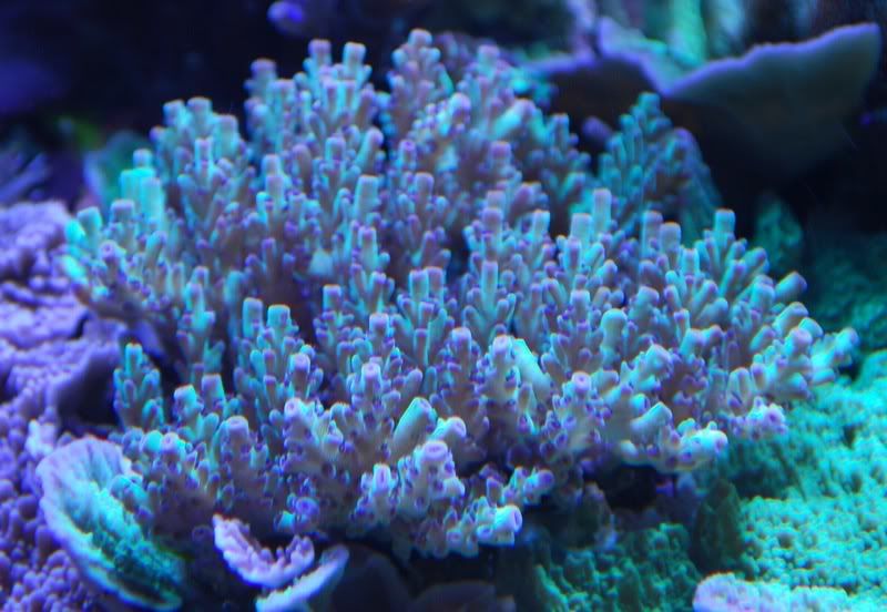 purple_polyp.jpg