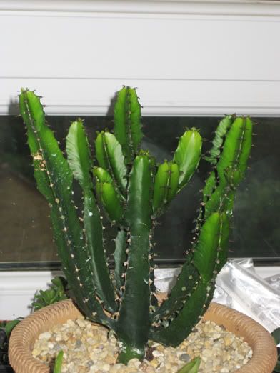 Euphorbia Acrurensis