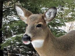 White-tailed Deer