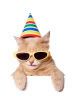 Party Cat Being Himself