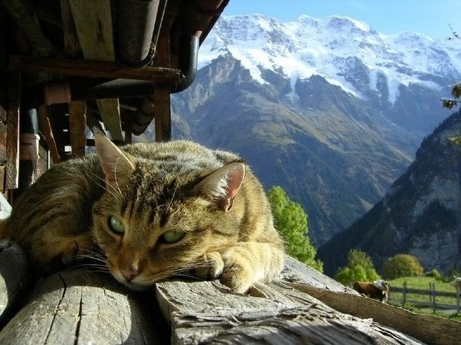 gambar kucing gunung