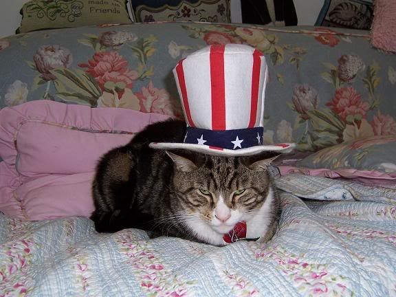 american cat