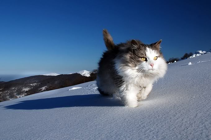 Image result for cute cat snow