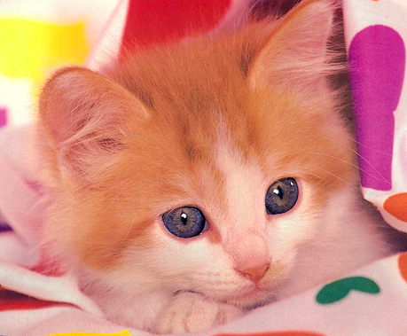 kitten with beautiful eyes