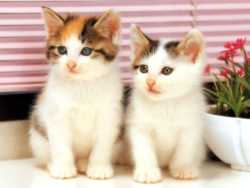 pictures of twin cute cat