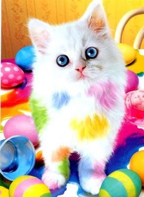 colorful kitten picture