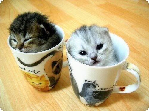 cup of cats