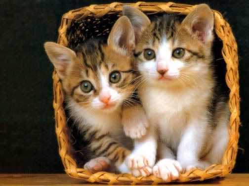 cute brown kitten playing in the basket