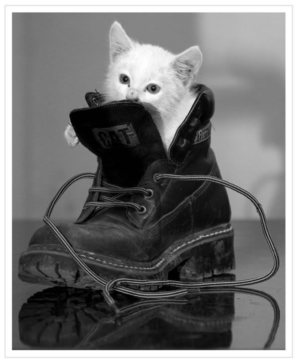 kitten playing in the shoes