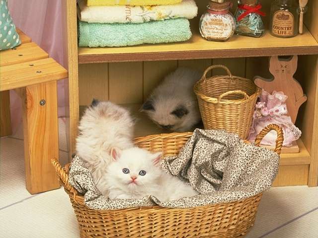 baby kitten in the basket