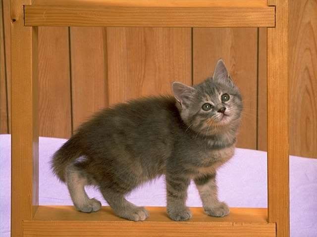 beautiful kitten - kucing cantik