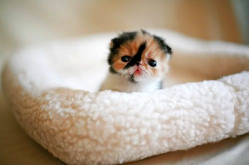 cute baby kitten