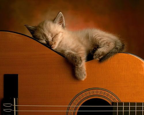 kitten sleeping on the guitar