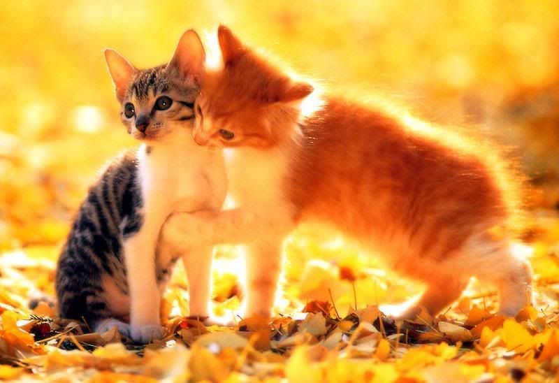 two sweet young kitten playing in the garden