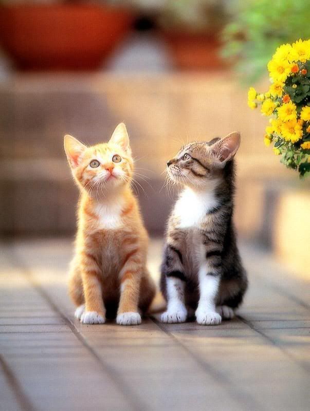 two sweet young cat