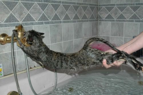 gambar kucing yang tak nak mandi