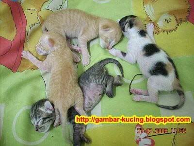 kitten, cat, cute, pictures, born, new,kitten, cat, cute, pictures, born, new