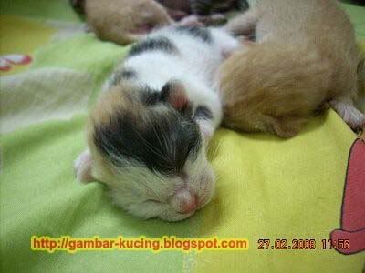 Gambar Kucing Comel Cute: Anak Kucing Baru Lahir