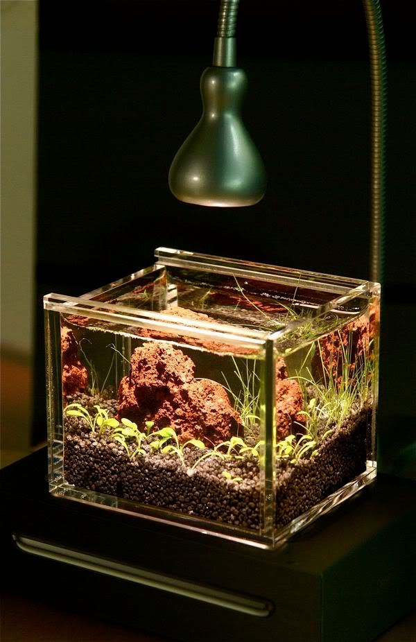 Green 3ml Pico Tank Aquascaping World Forum