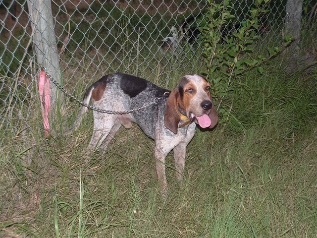 blue english hound