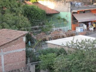 Camels in Zihua2