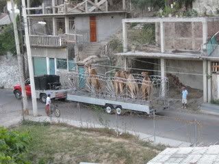 Camels in Zihua3