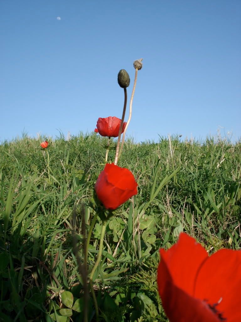 wild poppies in the fields of Gezer Pictures, Images and Photos