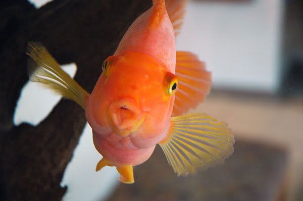 goldfish.jpg goldfish image by LynseyLouWho