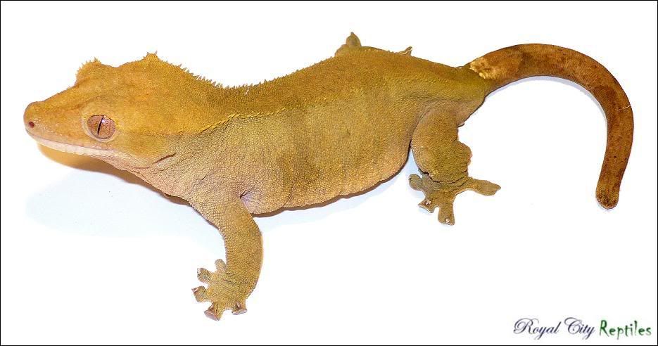 BuckskinFemale.jpg