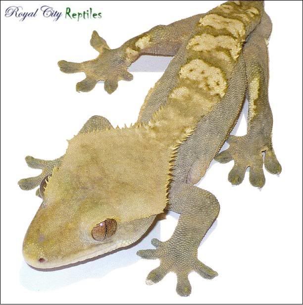 GrayCreamFlameMale.jpg