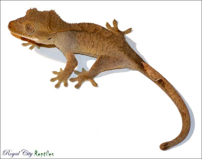 MiloHatchling.jpg