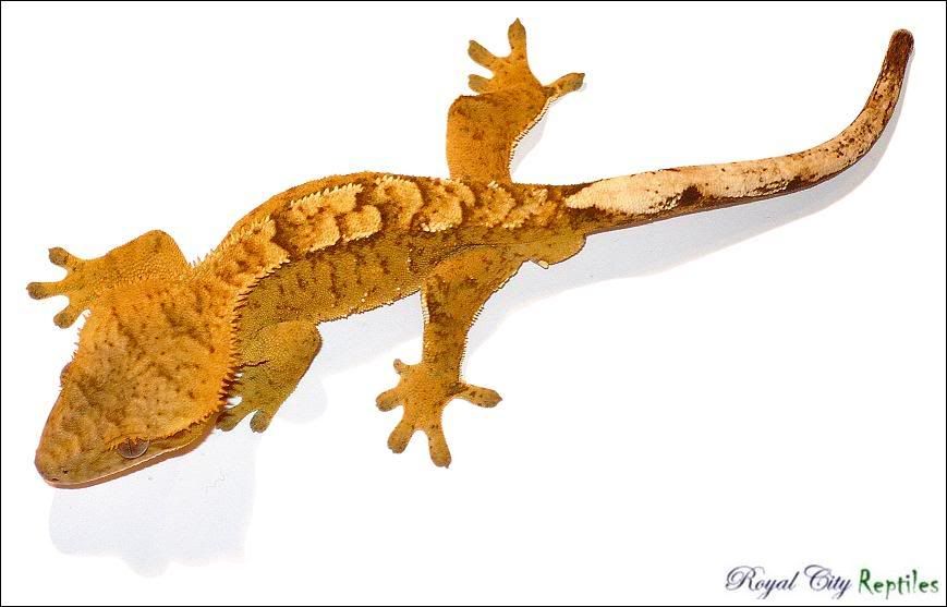 OrangeCreamFlameTigerMale.jpg