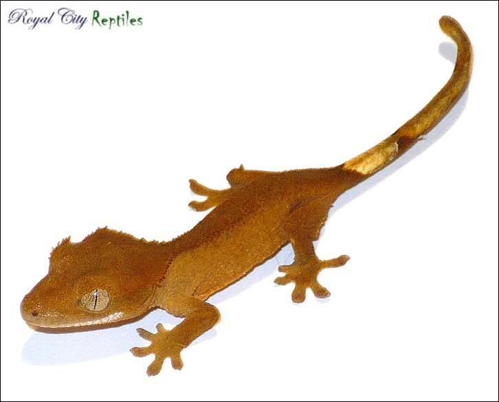 OrangeHatchling.jpg