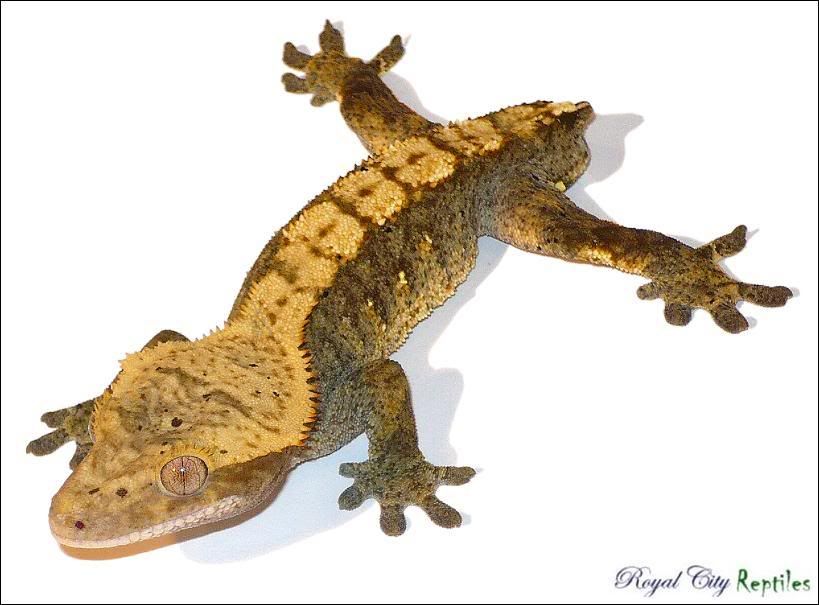 ToadMale.jpg