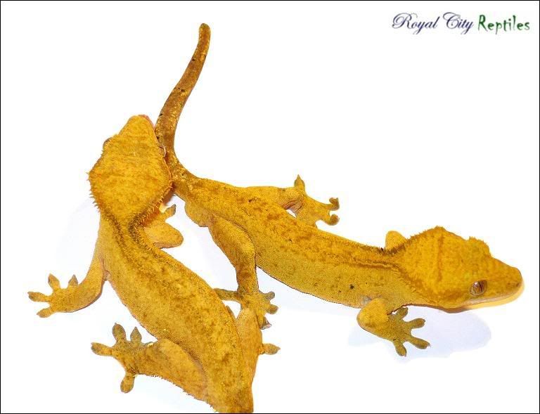 YellowPair.jpg