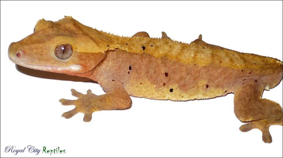 YellowPinkMale.jpg