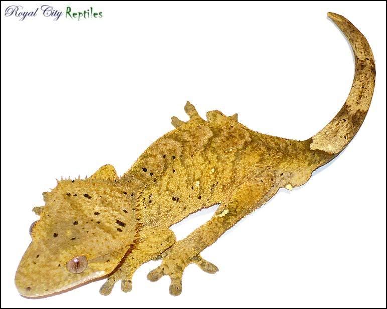 YellowTigerMale.jpg