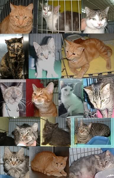 JAN 5 2009 ONE JAN 5 2009 ONE