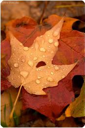 fall leaves Pictures, Images and Photos