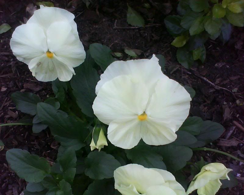 white pansy flower