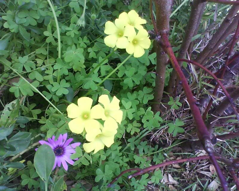 Yellow Shamrock 2